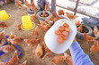 Farmer hand holding white plastic container with fresh chicken eggs while collected inside of hen coop