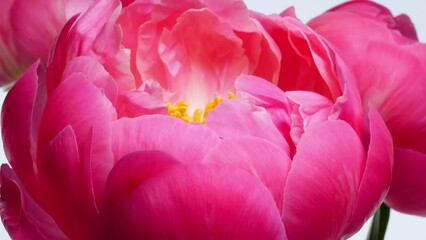 Wall Mural - super closeup of pink flowering peony blossom, timelapse with slow motion rotation and zoom in, beauty in nature