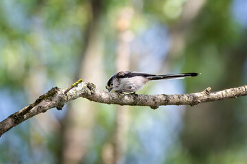 Wall Mural - Long-tailed tit or long-tailed bushtit (Aegithalos caudatus) perched on a branch.