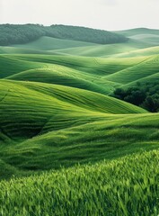 Canvas Print - Green rolling hills of Tuscany, Italy