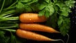 Fresh organic carrots with green leaves on a black background