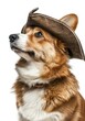 © duyina1990 - A cute corgi dog wearing a pirate hat