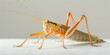 A macro photo of a green and orange lubber grasshopper