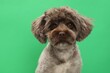 Cute Maltipoo dog on green background. Lovely pet
