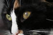 Cute cat with corneal opacity in eye on blurred background, closeup