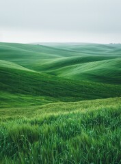 Canvas Print - Green rolling hills of Tuscany, Italy