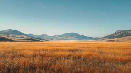 Poster - Vast golden field under blue sky with mountains in distance