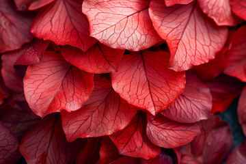 A close up of red leaves with a wet look