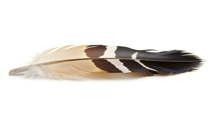 eagle feather on white background