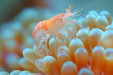 A Tiny Commensal Shrimp Under The Sea