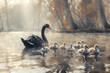 black swans on the lake