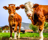 Fototapeta Natura - nice cow at a farm in austria