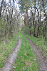 Wall Mural - rural road in spring forest