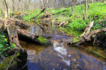 Wall Mural - brook in spring forest