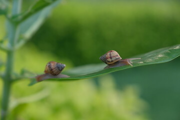 Snail Muller gliding on the leaves.