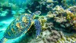 green sea turtle swimming,A turtle swimming in the ocean with colorful corals and fish surrounding it.A turtle swimming in the ocean with colorful corals and fish surrounding it.