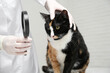 Veterinarian examining cute cat with corneal opacity indoors, closeup