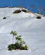 Russia, the Far East, the Kuril Islands. A green bamboo bush among the remnants of spring snow on the slope of the volcano.