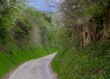 Droga asfaltowa przez wąwóz w pochmurny wiosenny dzień. Wiosna w pagórkowatym, malowniczym terenie poprzecinanym wąwozami. Piękne okolice Ostrowca.