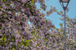 Pięknie kwitnące drzewa owocowe w parku miejskim. Ozdobne drzewa owocowe z chmurą różowych kwiatów kwitnących w oazie zieleni w mieście.