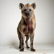 a hyena