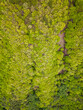 Top down aerial view of a lush,green forest in a mountainous area