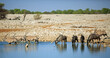 Pano image of a busy African waterhole with wildebeest and Gemsbok Oryx drinking and paddling. There is a nice lush bush background and pale blue clear sky - Namibia