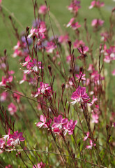 Poster - Gaura lindheimeri rubra