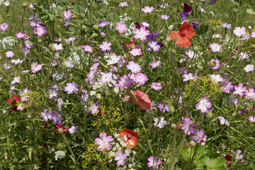 Wall Mural - mélange de fleurs champêtre