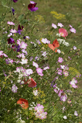 Wall Mural - mélange de fleurs champêtre