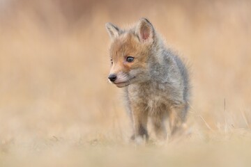 Red fox Vulpes vulpes young puppy cub canine beast forest meadows life animal in countryside beautiful fur and eyes, smart cute darling, hunting vermin, bird hunter, human settlements village Europe