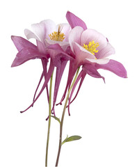 Wall Mural - Fleurs d'Ancolie roses Mrs. M. Nicholls	