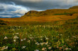 valley with blooming flowers and mountains in the distance. Landscape of Iceland.