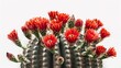 Dense Claret Cup Cactus with red flowers bursting forth, set against white