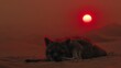   A wolf reclines before a vivid red orb in the desert's heart