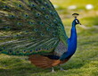 Russia. Dagestan. Portrait of a male peacock, with a gorgeous unfurled tail in a mini-zoo near the famous Sarykum dune.
