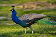 Russia. Dagestan. Portrait of a male peacock, with a gorgeous unfurled tail in a mini-zoo near the famous Sarykum dune.