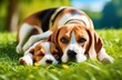 © Olga - Mother beagle dog with her puppy are relaxing in the park on the green grass on a warm sunny day