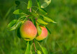 ripe organic cultivar pears in the garden