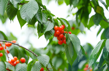 Wall Mural - Close up fresh cherries on the tree branch