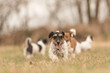 A pack of small Jack Russell Terrier are running and playing togehter in the meadow.