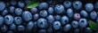 Close up of ripe blueberries in forest or plantation. Summer fruits blueberry background, food photography.