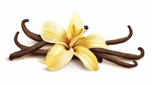 A Detailed Illustration Of A Yellow Lily Flower Resting On Vanilla Beans On A White Background.