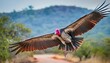lappet faced vulture flying before landing in zimanga game reserve in kwa zulu natal in south africa