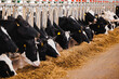 Portrait Holstein Cows in modern farm livestock animal with sunlight. Concept agriculture industry of cattle in barn