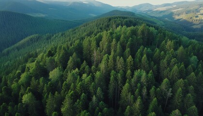 Sticker - high angle forest and green trees