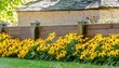 beautiful border of blooming yellow rudbeckia fulgida flowers popularly known as goldsturm or brown eyed susan