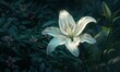 A lone white lily blooms in a bed of summer