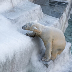 Wall Mural - Funny white bear. Polar bear in a funny pose.