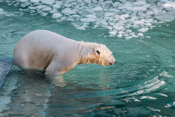 Wall Mural - The polar bear is swimming.